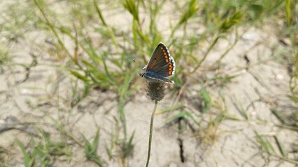 mariposa morena (aricia cramera) sobre flor silvestre