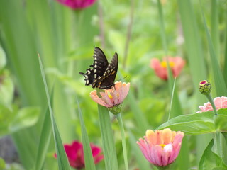 butterfly on flower