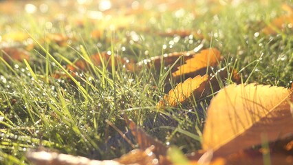 autumn leaves with dew on a green grass. blurred background