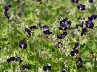 (Geranium phaeum ) Fleurs de géraniums noirâtres ou géraniums livides, plante mellifère au...