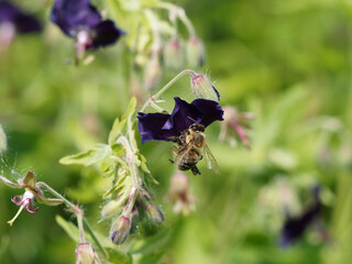 Une abeille  (Apis mellifera) butinant sur une fleur mauve violacé foncé  inclinée, couronnée...