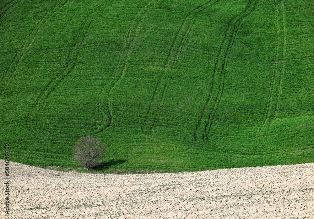 Wall mural summer rural landscape of rolling hills, curved roads and cypresses of tuscany, italy