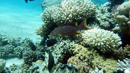Beautiful fish on the Red Sea reef.
