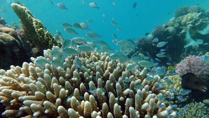 Naklejka na ściany i meble Fish - type bone fish Osteichthyes, Pomacentric - Pomacentridae, Blue-green chromis,