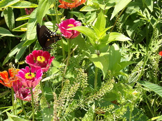 butterfly on a flower