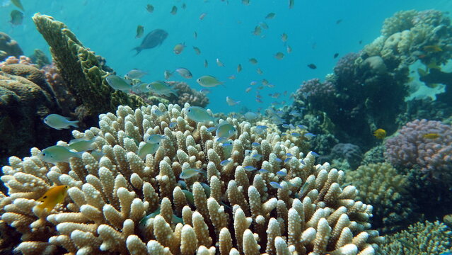 Fish - Type Bone Fish Osteichthyes, Pomacentric - Pomacentridae, Blue-green Chromis,