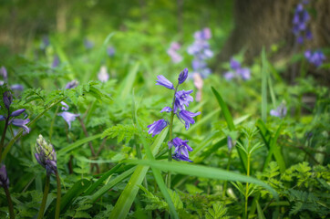 Bluebell Flowers