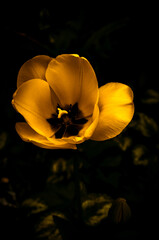 Buttercup Flower - Isolated