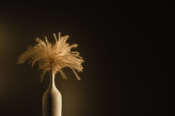 Aesthetic beige fluffy dried grass, pampas grass in elegant clay pot against dark wall. Soft...
