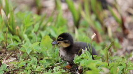 baby duck in the grass