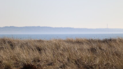 Obraz premium reeds in the fog