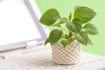 Laptop, Green plant. Green IT Computing concept. Digital sustainability