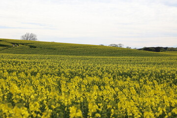 field of yellow flowers