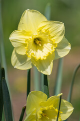 Close up of a daffodil (narcissus) flower in bloom