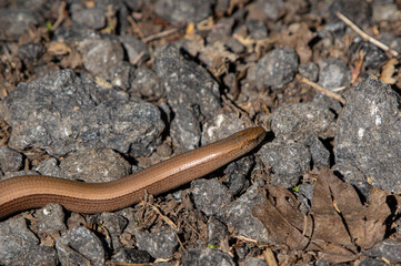Angius fragilis - Common European Slow Worm