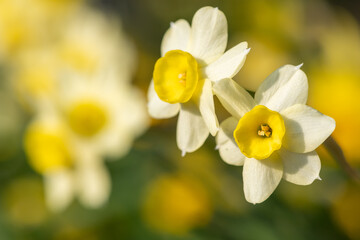 Close up of daffodil (narcissus) flowers in bloom