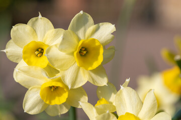 Naklejka na ściany i meble Close up of daffodil (narcissus) flowers in bloom