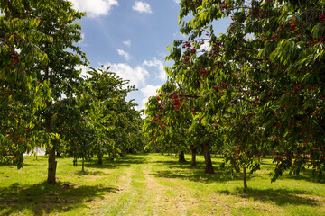 Cherry orchard with red ripe cherries.