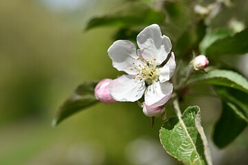 branch of a blossoming apple tree on a green background. copy space