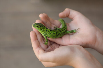 Green Lizard in child hand close-up, Green Lizard