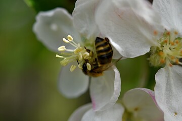 bee on a flower of a blossoming apple tree. pollination