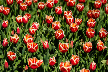 Spring floral background. The symbol of the Netherlands. tulips in the garden. Magical spring landscape with a flower. Amazing tulip field in Holland. tulips in spring.
