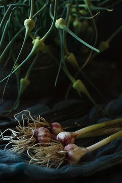 Bunch of freshly picked young garlic scapes in vintage metal cup with young garlic bulbs on green cloth, low key