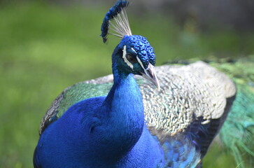 Peacock in nature with detailed