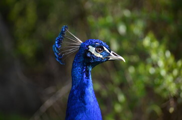 Peacock in nature with detailed