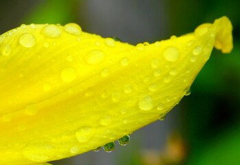 Yellow lily petal with water droplets
