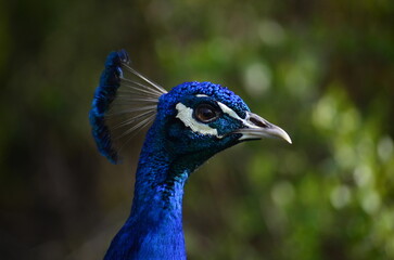 Peacock in nature with detailed