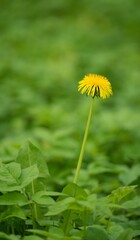 dandelion on green grass