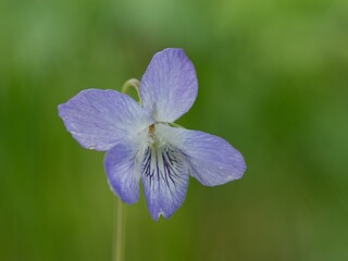 Obraz premium blue iris flower