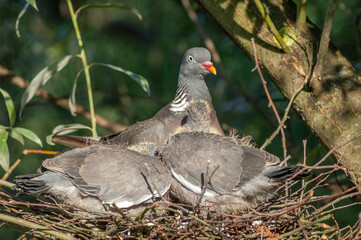 Wood pigeon (Columba palumbus) carrying food to its chicks.