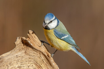 Blue tit (Cyanistes caeruleus) perched on a branch in the forest.