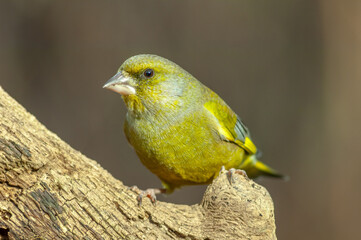European Greenfinch (Chloris chloris) perched on a branch in the forest.