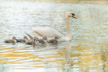 Mute swan (Cygnus olor) followed by his chicks in lake.