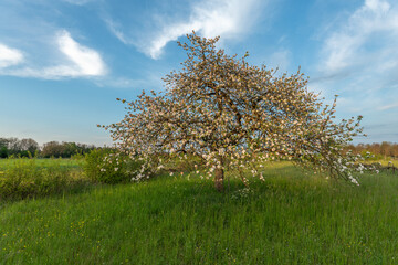 Blooming apple tree in a sunny orchard in spring.