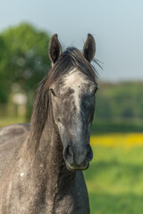 Obraz premium Portrait of horse in green and yellow flowery meadow.