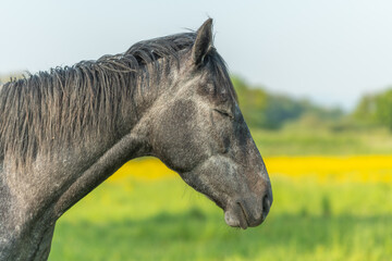 Portrait of horse in green and yellow flowery meadow.