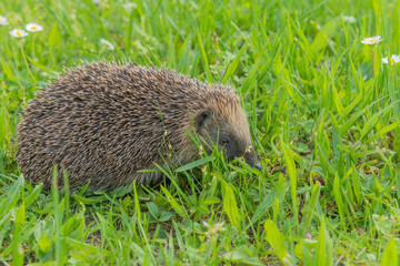 Common hedgehog (Erinaceus europaeus) in garden in sprintime.