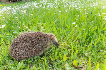 Common hedgehog (Erinaceus europaeus) in garden in sprintime.