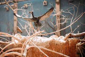 a large bird spread its wings on top of a mountain in a nest