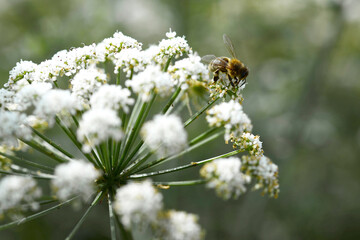 Abeille butineuse