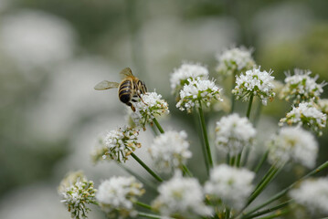 Abeille butineuse