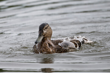 Female Mallard enjoying a splash