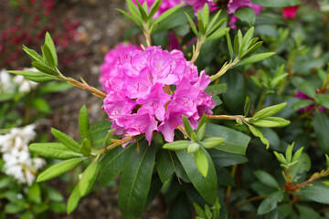 pontic rhododendron ponticum, Pink azalea blossom. Rhododendron ponticum, called common rhododendron or pontic rhododendron

