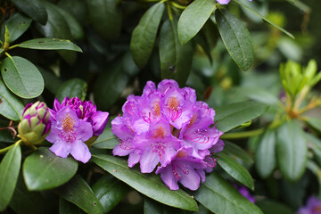 pontic rhododendron ponticum, Pink azalea blossom. Rhododendron ponticum, called common rhododendron or pontic rhododendron
