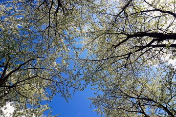 The charm of the May garden. Spring. Blooming Pears. View of the blue sky through the trees
