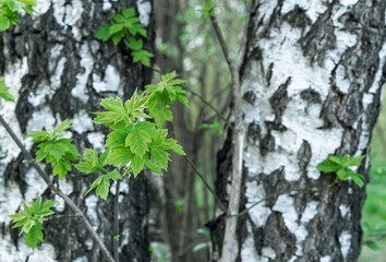 Young leaves of green maple ash-leaved against the background of birches.